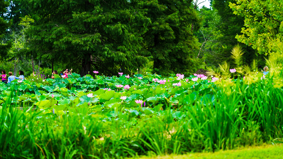 Kenilworth Lotus Flowers